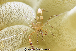 Spotted cleaner shrimp by Arun Madisetti 